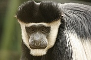 Eastern Black & White Colobus Monkey