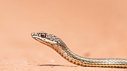 Desert Striped Whipsnake, Masticophis taeniatus