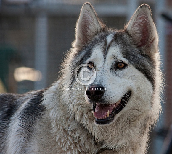 Northern Inuit Hybrid