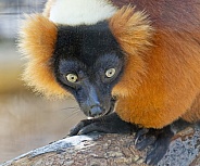 Lemur