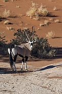 Gemsbok (Oryx) - Namibia