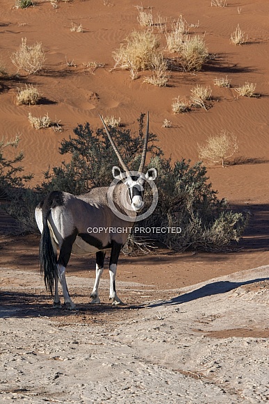 Gemsbok (Oryx) - Namibia