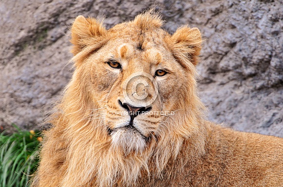 Young Male Lion Young Male Lion