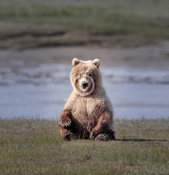 Young brown bear sitting in a field Young brown bear sitting in a field