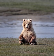 Young brown bear sitting in a field