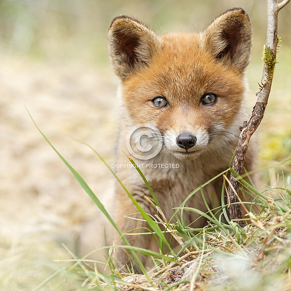 Red Fox Cub Red Fox Cub
