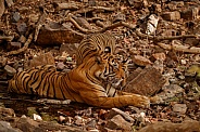 Beautiful tiger in the nature habitat. Tiger pose in amazing light. Wildlife scene with wild animal. Indian wildlife. Indian tiger. Panthera tigris tigris.