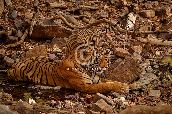 Beautiful tiger in the nature habitat. Tiger pose in amazing light. Wildlife scene with wild animal. Indian wildlife. Indian tiger. Panthera tigris tigris.