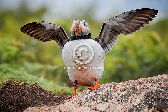 Puffin