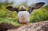 Puffin