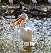 American White Pelican in water side shot