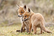 Red fox cubs in there natural habitat