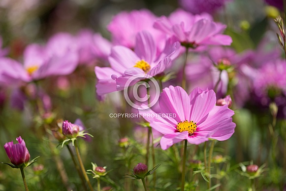 Pink Cosmos Flowers Pink Cosmos Flowers