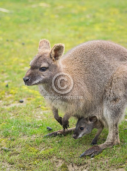 Wallaby and Joey