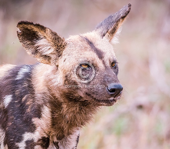 African Wild Dog