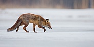 Red fox in Nature
