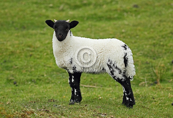 Scottish Blackface