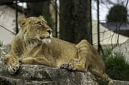 Asiatic Lion resting
