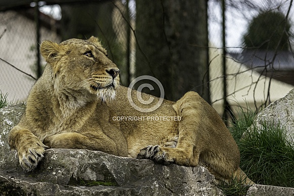 Asiatic Lion resting Asiatic Lion resting
