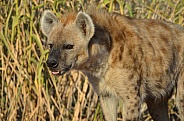 Hyena