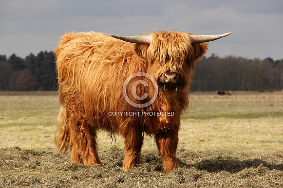 Highland Cattle Highland Cattle