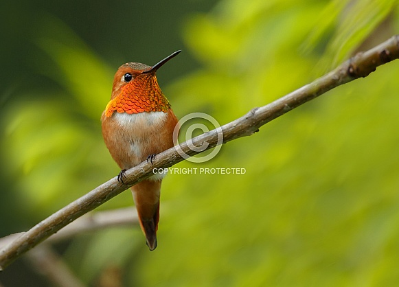 Hummingbird Hummingbird