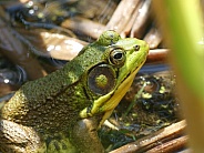 Frog In Pond