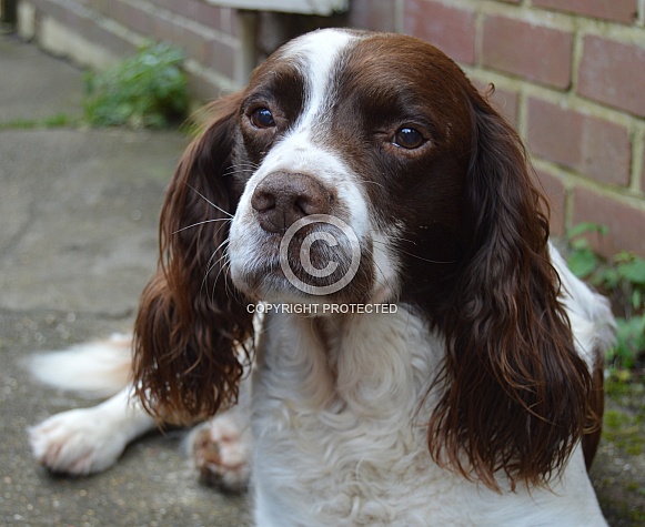 English Springer Spaniel