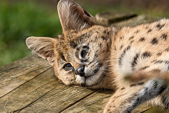 Young Serval Lying Down On Side