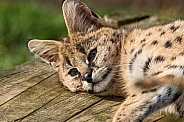 Young Serval Lying Down On Side