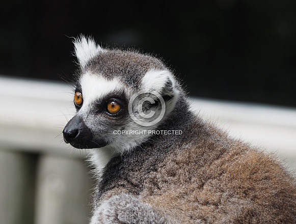 Ring-Tailed Lemur Ring-Tailed Lemur