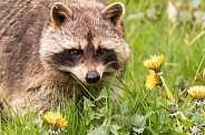 Raccoon Walking Through Glass and Flowers