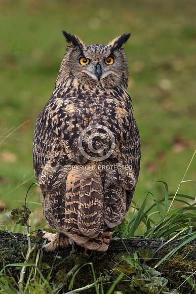 Eurasian Eagle Owl