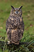 Eurasian Eagle Owl