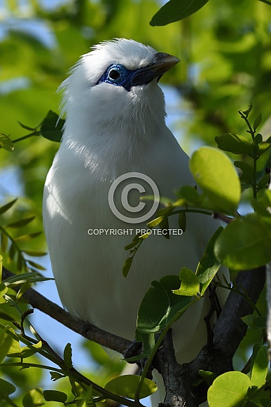 Bali Mynah Bali Mynah