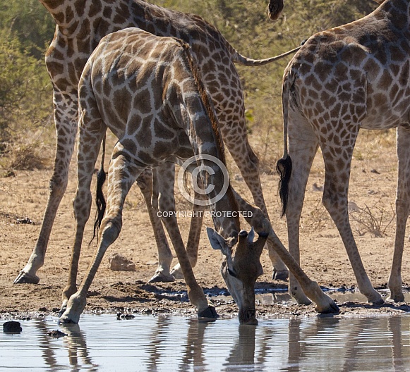 Giraffe - Etosha National Park - Namibia Giraffe - Etosha National Park - Namibia