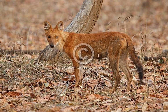 Indian wild dog pose in the nature habitat Indian wild dog pose in the nature habitat