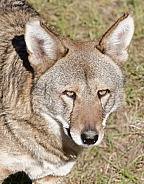 Red Wolf