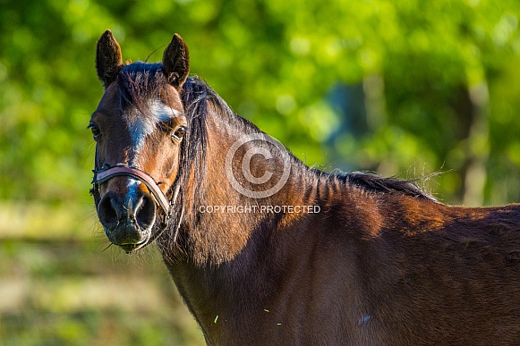 Young Horse