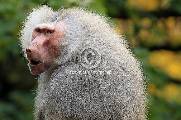 Hamadryas Baboon Hamadryas Baboon