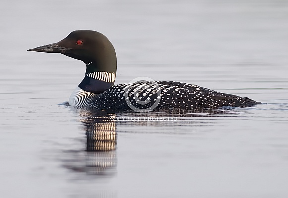 Common Loon Common Loon