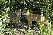 Red fox siblings play and look like they are close