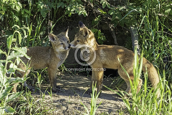 Red fox siblings play and look like they are close