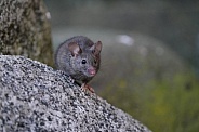 House Mouse