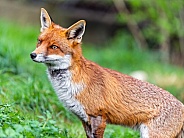 Attentive fox