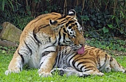 Tiger