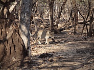 Asiatic Lions - Gir National Park India