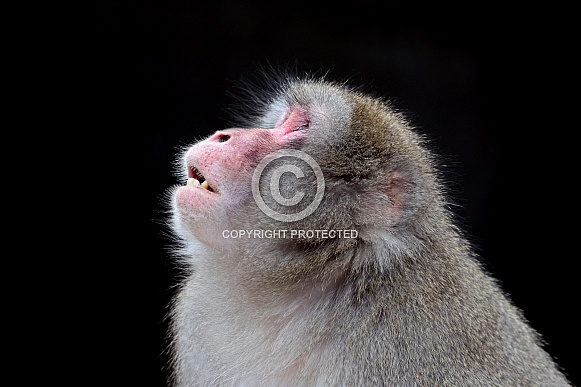Japanese Macaque (Macaca Fuscata)