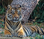 Bengal Tiger