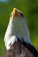 Bald Eagle close-up portrait